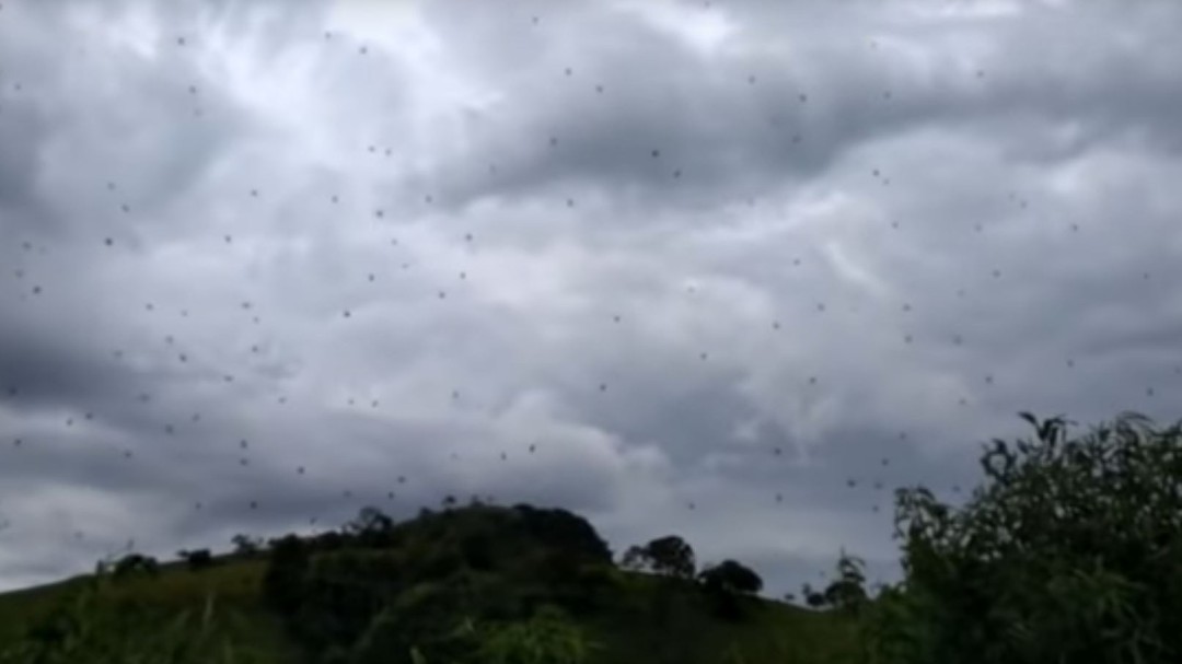 Las sorprendentes imágenes de la inusual 'lluvia de arañas' registrada en Brasil