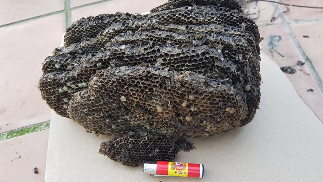 Encuentran un avispero de siete pisos en el jardín de una casa de Menorca