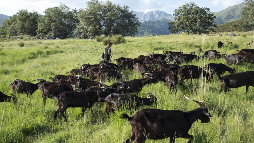 La Alianza UPA COAG pide que la cabra verata sea raza autóctona en Castilla y León