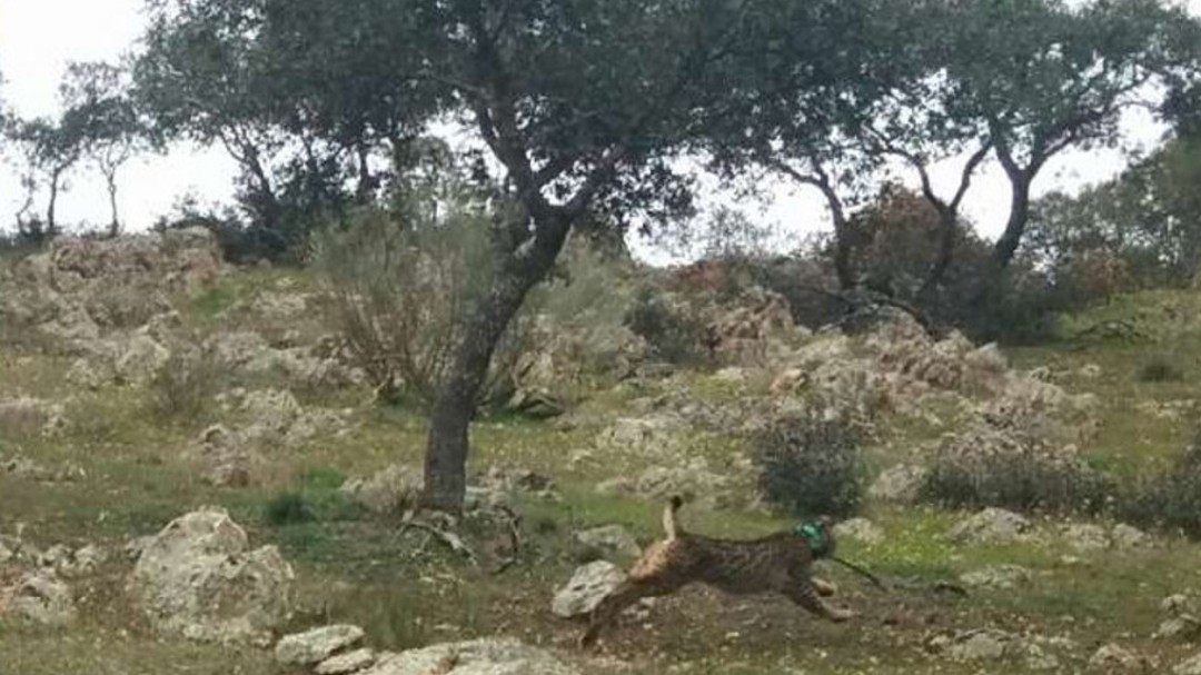 Valdecañas y el proyecto Iberlince