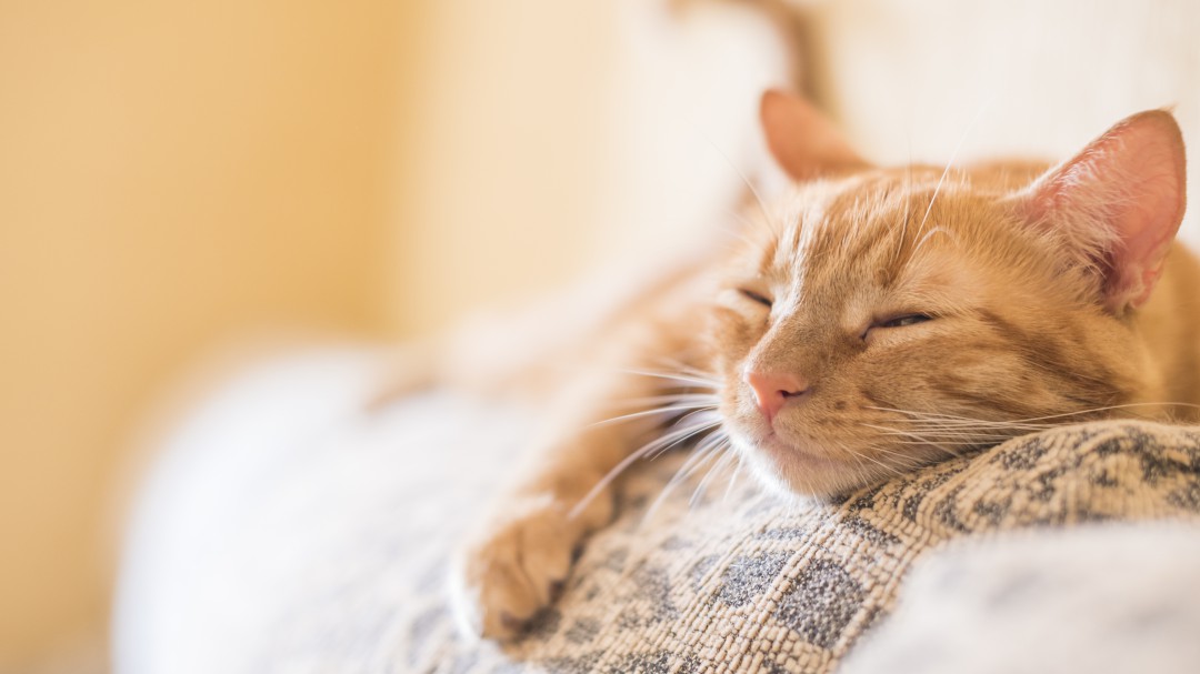 ¿Eres capaz de ver al gato oculto? Así es la última ilusión óptica que triunfa en Internet