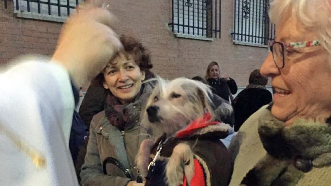San Antón: Alcobendas bendice por primera vez a sus mascotas