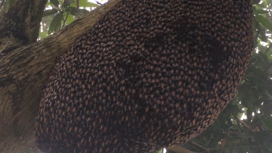 El asombroso mecanismo de defensa de las abejas asiáticas para repeler a las avispas