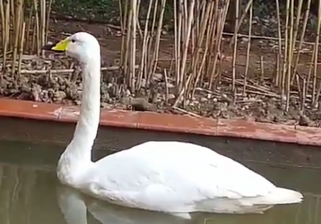Un cigne gairebé únic deambulant per Barcelona