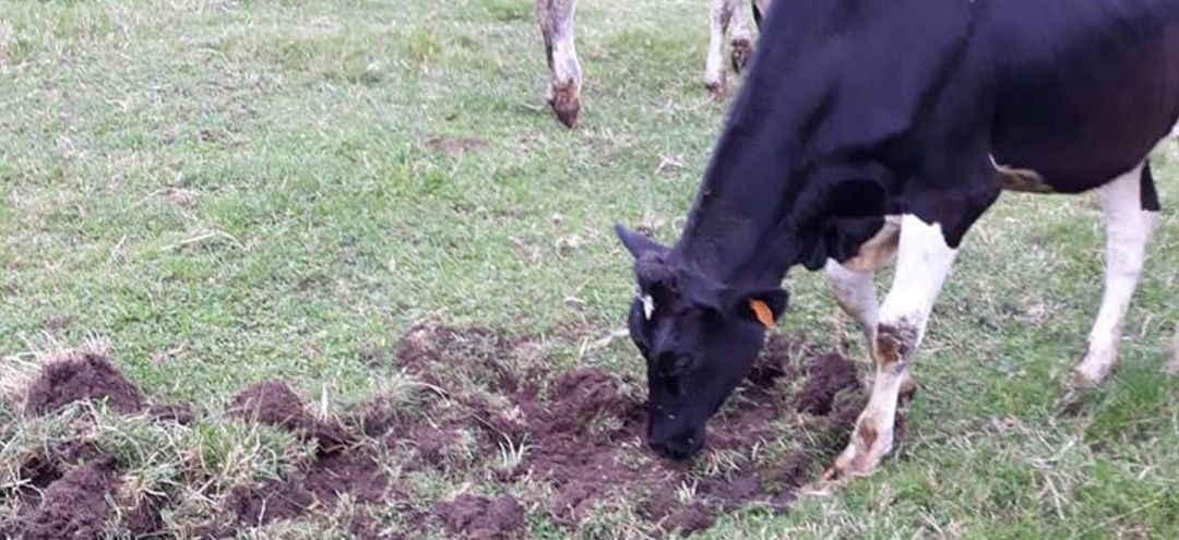 Vaca pastando en el campo Vaca pastando en el campo
