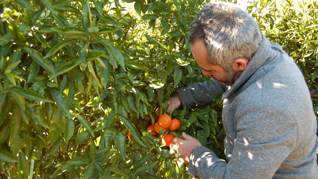 Ondara y Pego, en defensa de la naranja valenciana