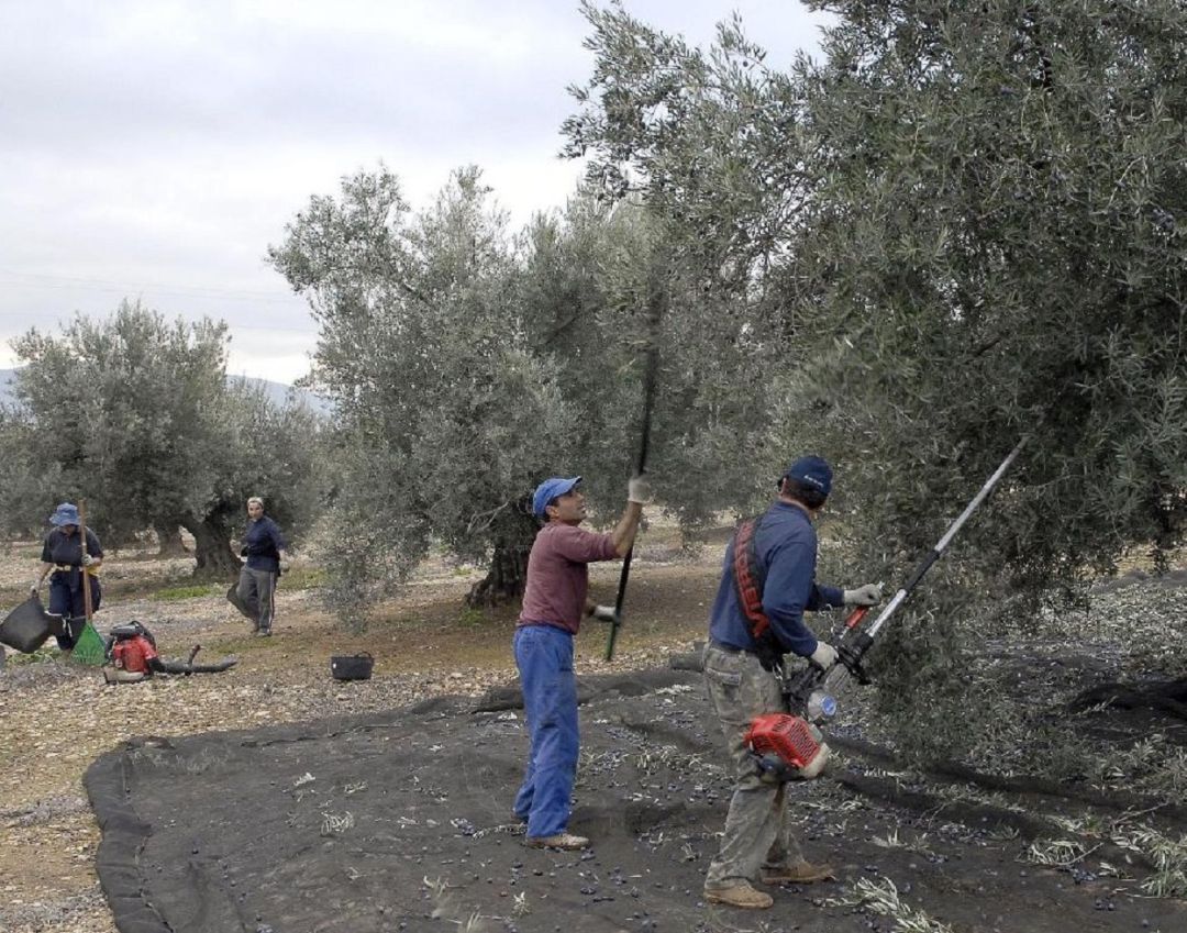 Los trabajadores del campo salen especialmente perjudicados con lasnuevas cuotas a la Seguridad Social Los trabajadores del campo salen especialmente perjudicados con lasnuevas cuotas a la Seguridad Social