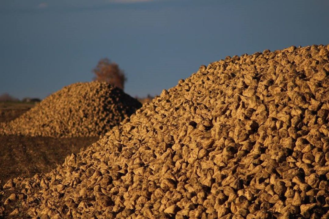 Los cultivadores de remolacha de la zona están preocupados por el futuro del sector Los cultivadores de remolacha de la zona están preocupados por el futuro del sector