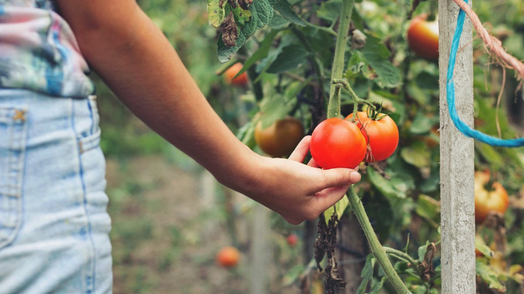 Dejas el papel en el suelo y salen tomates, zanahorias, eneldo o pepinos