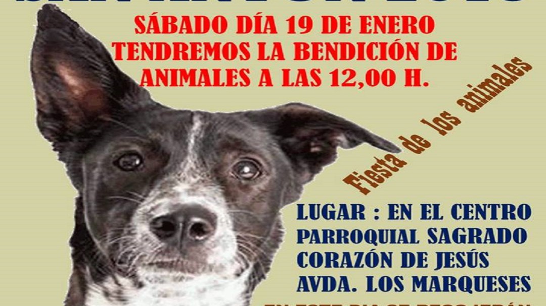 Bendición de animales solidaria