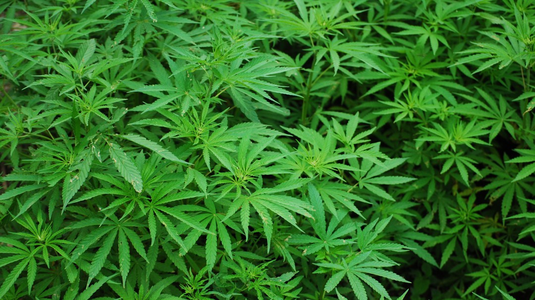 Desmantelan en Algete un laboratorio con 354 plantas de marihuana