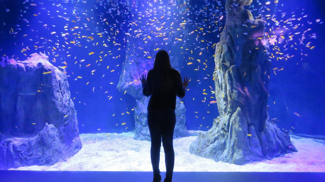 Visitamos el Atlantis Aquarium Madrid, primer acuario interactivo de Europa