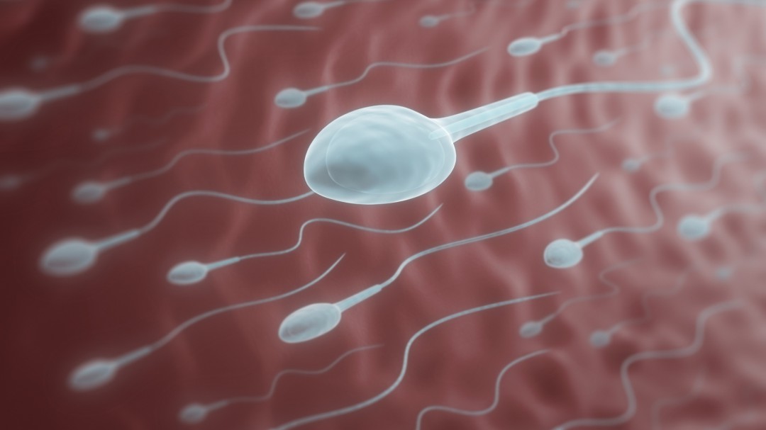 La distancia entre el ano y los genitales influye en calidad del semen, según una tesis UMU