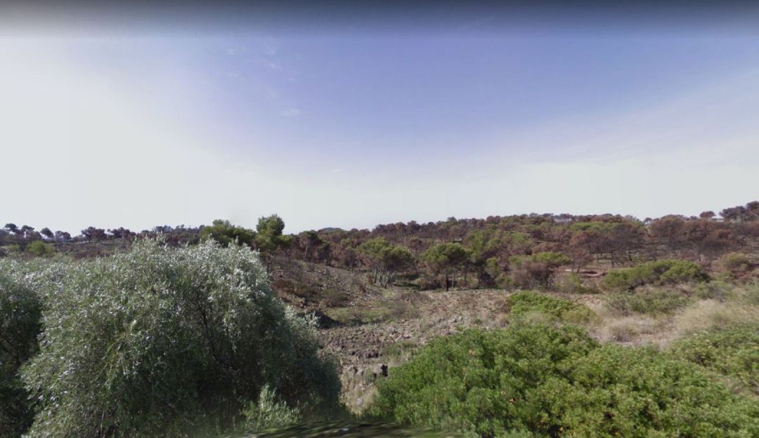 La UPV desarrolla una herramienta para optimizar la gestión de los bosques La UPV desarrolla una herramienta para optimizar la gestión de los bosques