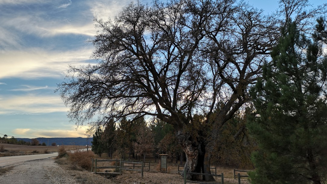 'El Dios de Pajares', un roble de 400 años en el centro del Campichuelo