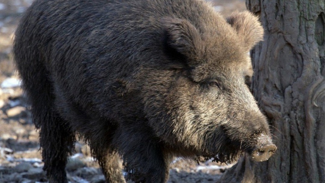 La Policía inmoviliza con dardos tranquilizantes a un jabalí en Cruz de Juárez