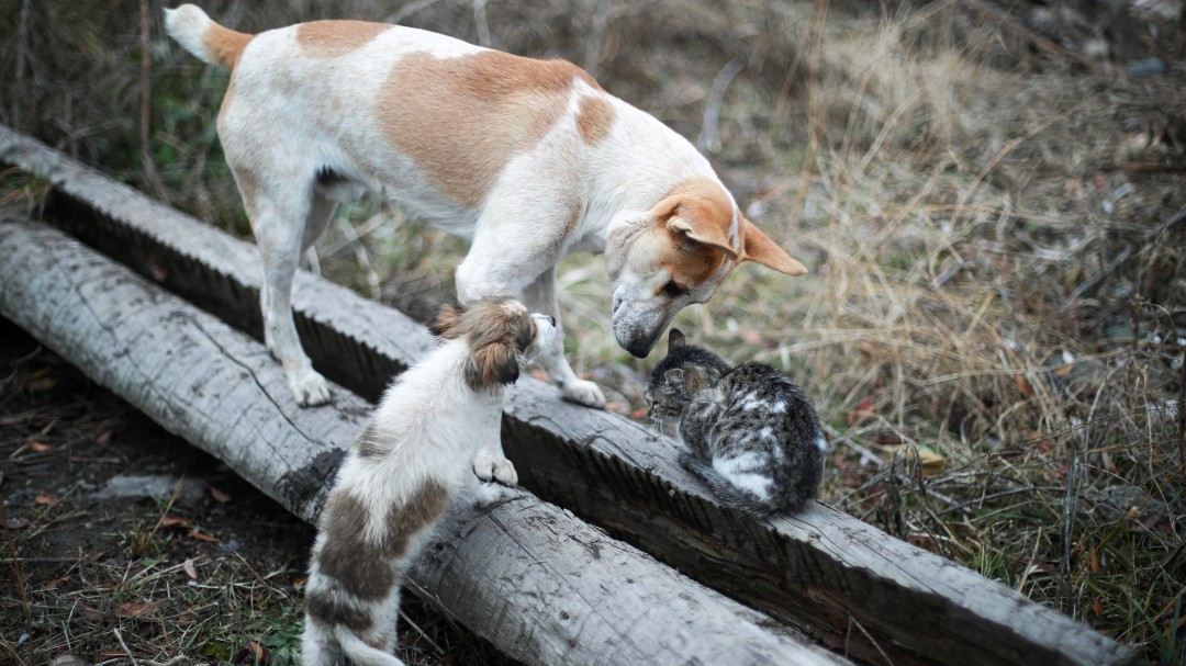 El número de perros y gatos devueltos a sus hogares aumenta un 11% desde 2015