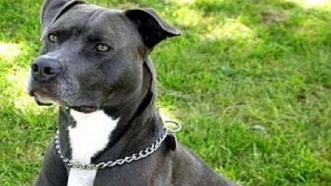 Propuestas ciudadanas para una mejor convivencia entre personas y perros