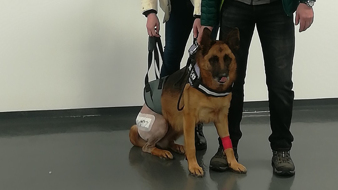 Implantan por primera vez en Galicia una pata biónica a un perro