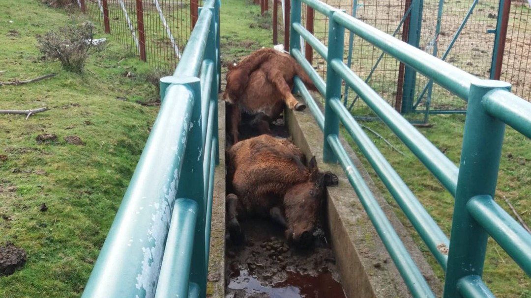 Investigan la muerte a golpes de cuatro caballos hallados en Oia (Pontevedra)