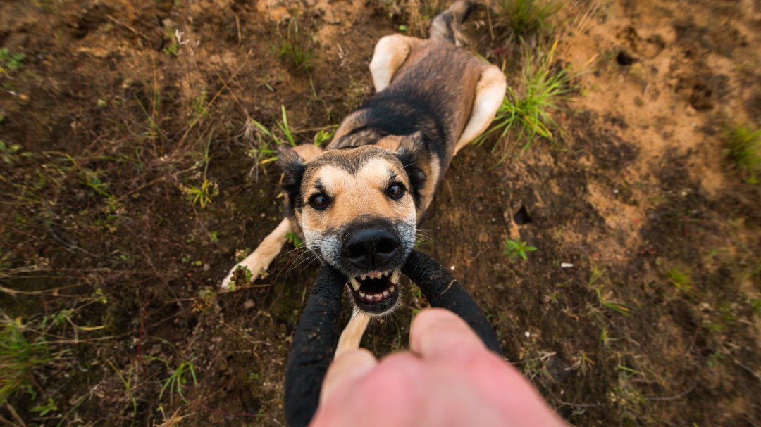 Cincuenta personas denunciaron mordeduras de perro en Vitoria en 2018