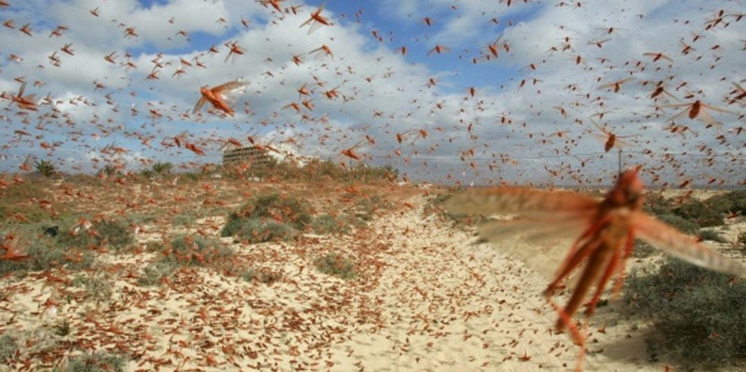 Plaga de langostas sobre Corralejo, en Fuerteventura, en la primavera de 2016. Plaga de langostas sobre Corralejo, en Fuerteventura, en la primavera de 2016.