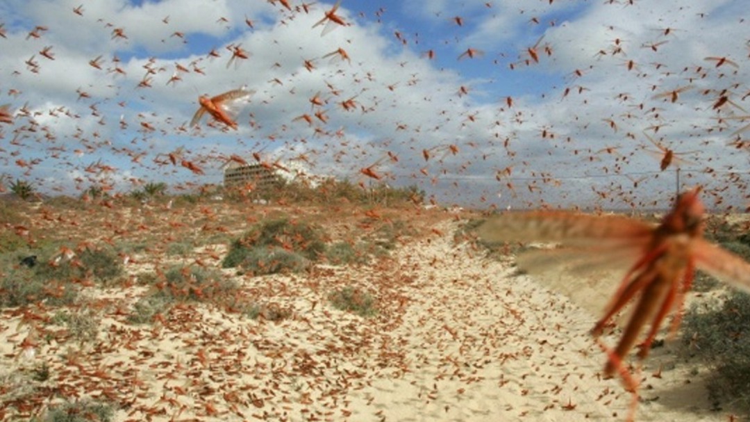 De cómo la ciencia ha luchado contra las langostas en los pueblos de Cuenca
