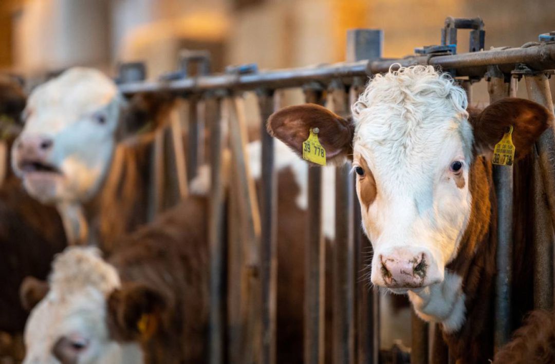 Salud descarta que la carne de vaca enferma polaca haya entrado en Balears Salud descarta que la carne de vaca enferma polaca haya entrado en Balears