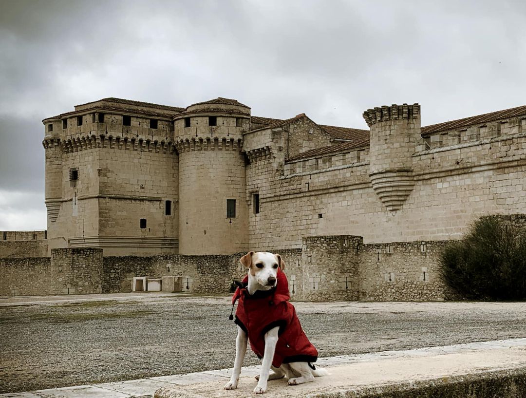 El perro turista Pipper en los exteriores del Castillo de Cuéllar El perro turista Pipper en los exteriores del Castillo de Cuéllar