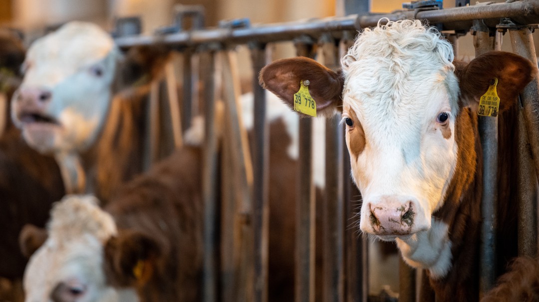 Sanidad confirma la entrada en España de 367 kg de carne de vaca enferma polaca
