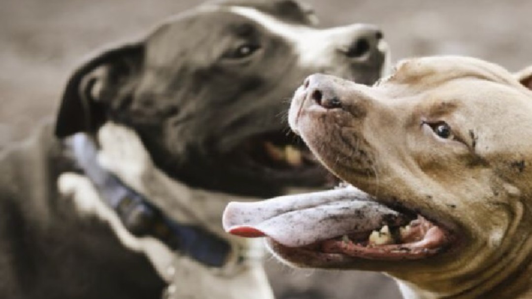 Una decena de expedientes a propietarios de animales peligrosos