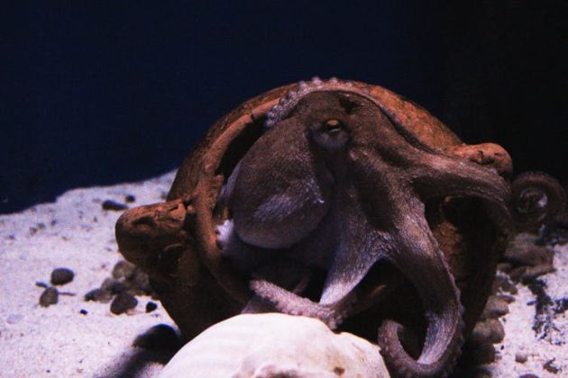 El pulpo: una especie indomable que se resiste a su domesticación El pulpo: una especie indomable que se resiste a su domesticación