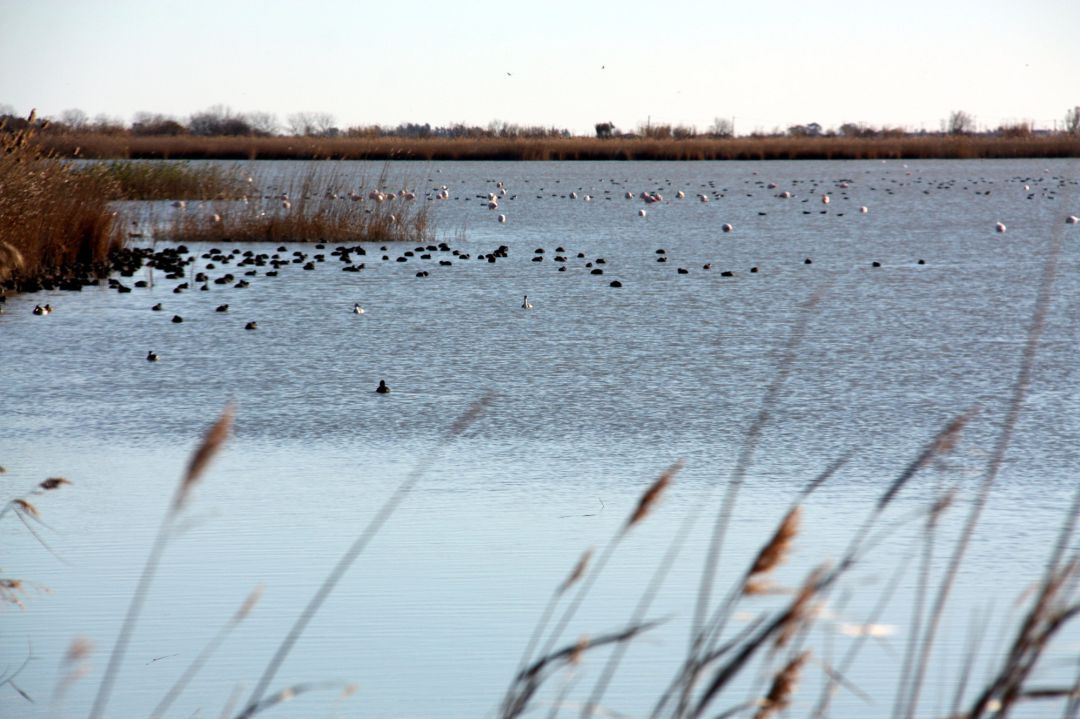 Vista general d'aus a la zona de la llacuna de l'Encanyissada, al parc natural del delta de l'Ebre. Imatge del 4 de febrer de 2018. (horitzontal) Vista general d'aus a la zona de la llacuna de l'Encanyissada, al parc natural del delta de l'Ebre. Imatge del 4 de febrer de 2018. (horitzontal)