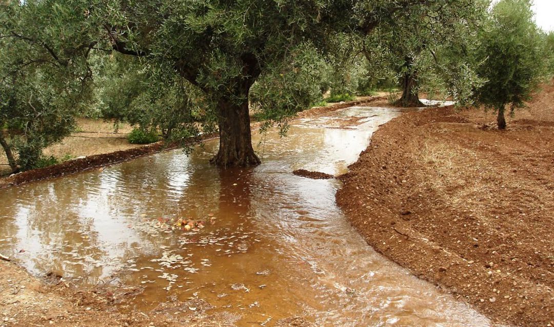 Riego de un olivar. Riego de un olivar.