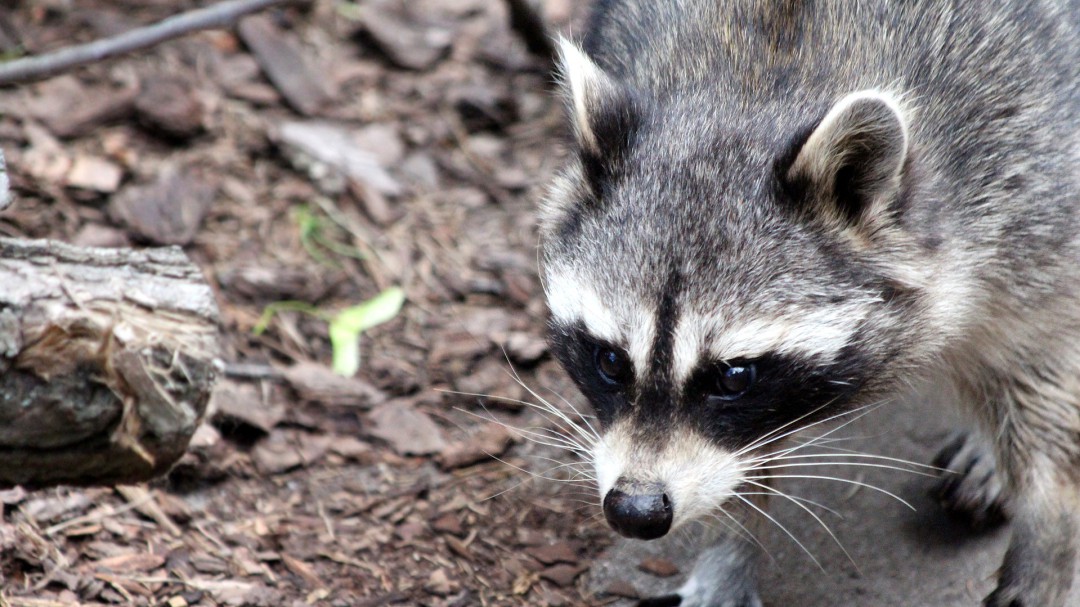 Los mapaches invaden la Comunidad de Madrid