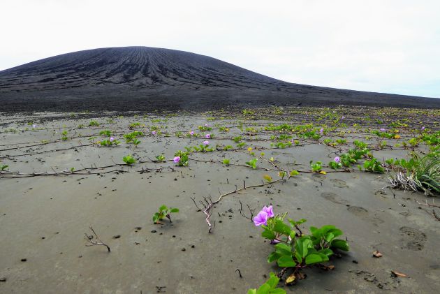 La vegetación ha comenzado a crecer en la isla. La vegetación ha comenzado a crecer en la isla.