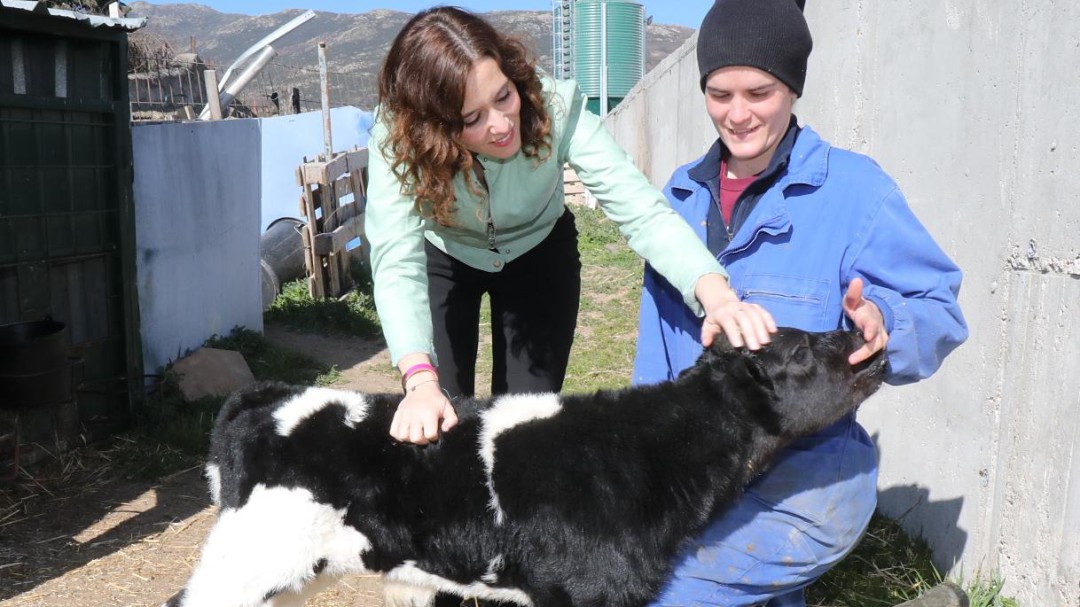 Viaje al interior de una planta ganadera de la Sierra Norte: 15.000 litros de leche diarios de 420 vacas
