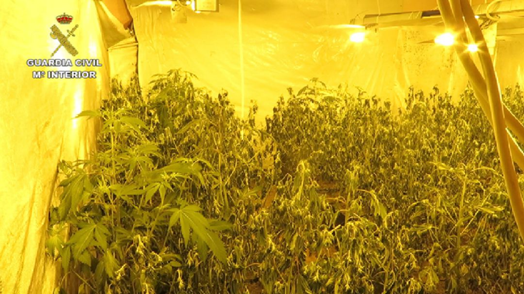 Desmantelada una plantación de marihuana en Alcabón Desmantelada una plantación de marihuana en Alcabón