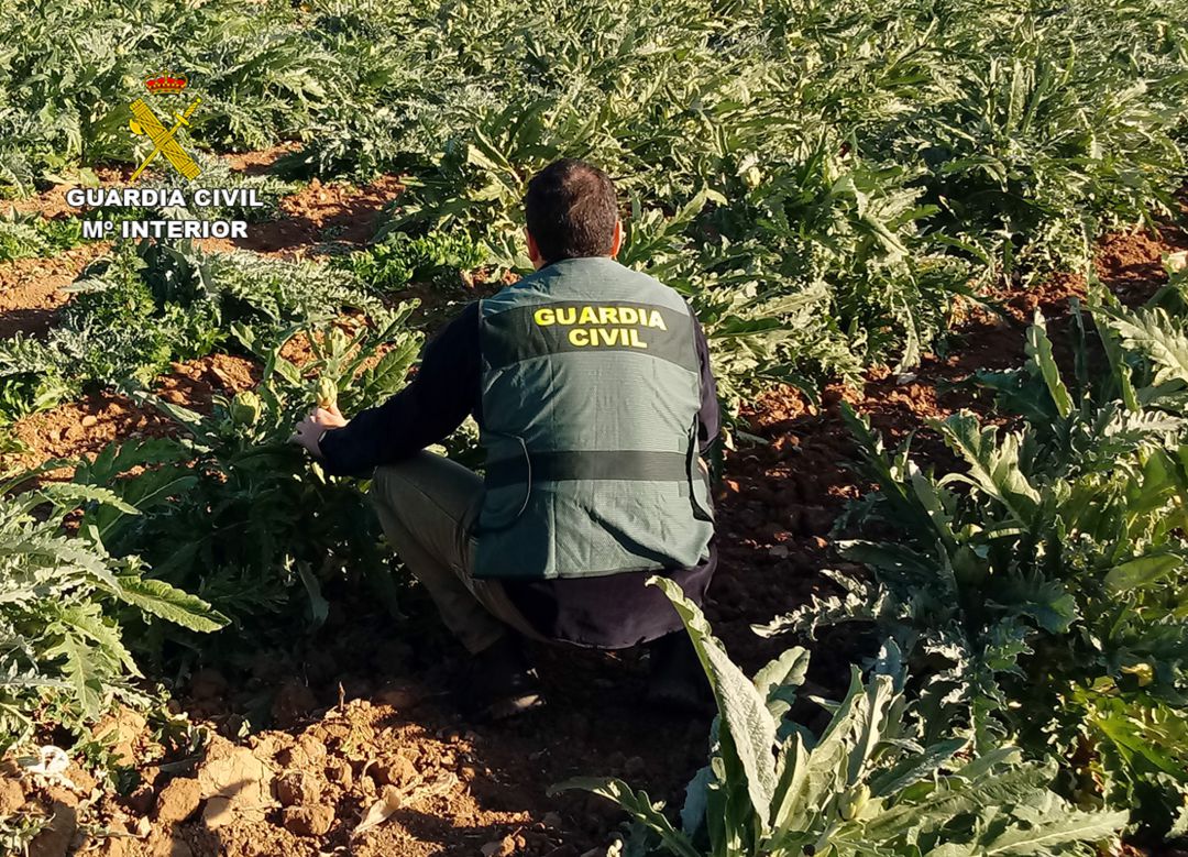 Desmantelado un grupo delictivo dedicado a la sustracción de alcachofa en Torre Pacheco Desmantelado un grupo delictivo dedicado a la sustracción de alcachofa en Torre Pacheco