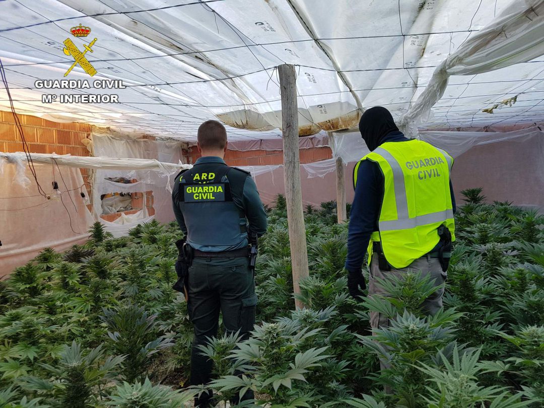 Almería una de las provincias con más plantas decomisadas. Almería una de las provincias con más plantas decomisadas.