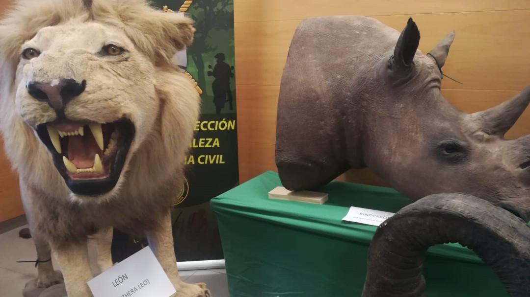 La Guardia Civil incauta 200 animales en extinción disecados