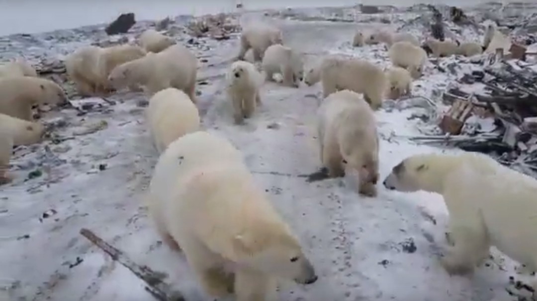Alerta por invasión de osos polares hambrientos y agresivos en Rusia