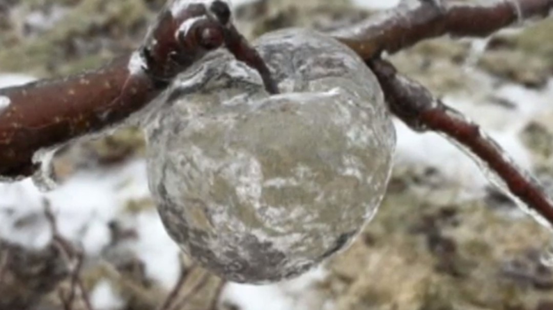 Las 'manzanas fantasma' sorprenden en Michigan