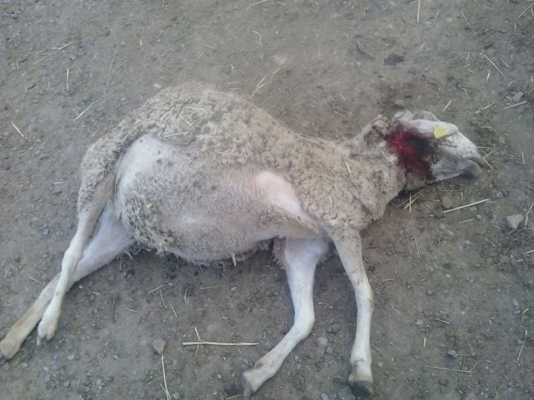 Oveja muerta por un ataque de lobos Oveja muerta por un ataque de lobos