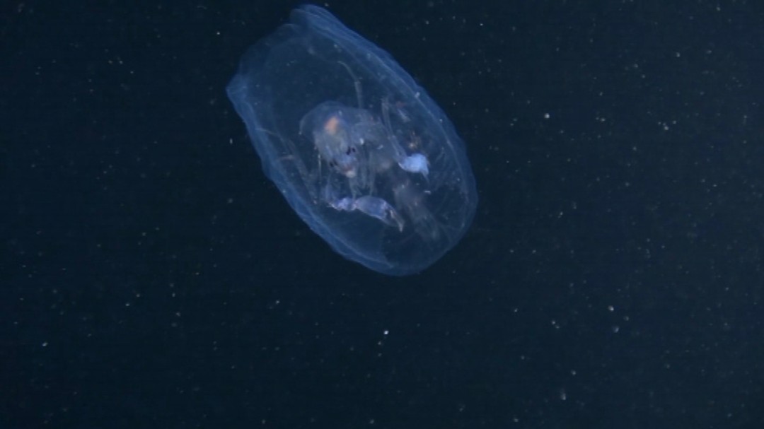 Un "Alien" en la ría de Vigo