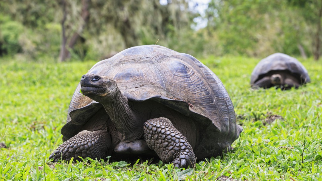 Vuelven a nacer de forma natural tortugas en Galápagos un siglo después