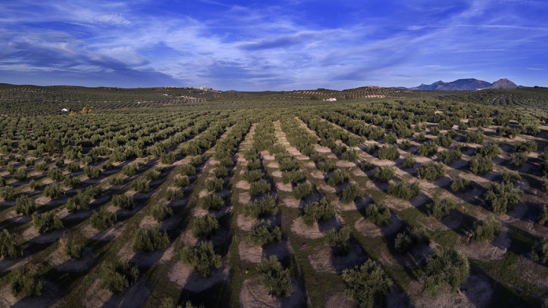 Todo el Congreso apoya al Paisaje del Olivar