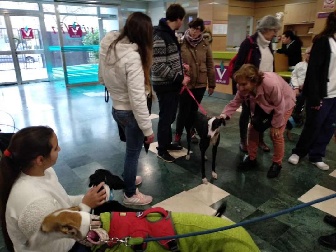 Perros solidarios para recuperar la memoria emocional Perros solidarios para recuperar la memoria emocional
