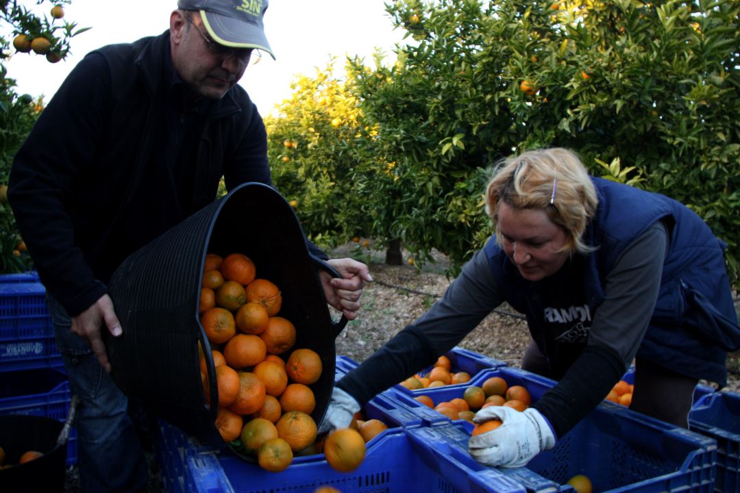 Treballadors collint mandarines en una finca a les Terres de l'Ebre Treballadors collint mandarines en una finca a les Terres de l'Ebre