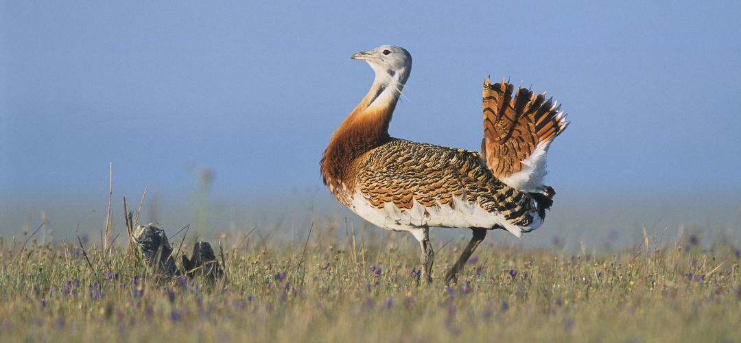 La avutarda es una de las especies más comunes en los secanos de Valdemoro y Torrejón de Velasco La avutarda es una de las especies más comunes en los secanos de Valdemoro y Torrejón de Velasco
